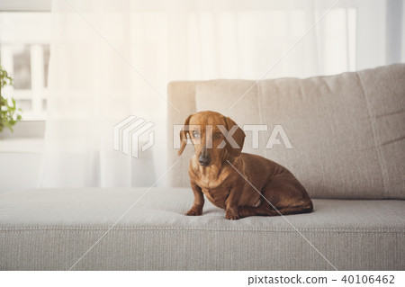 Noble long-bodied dachshund sitting on sofa Noble long-bodied dachshund sitting on sofa 40106462