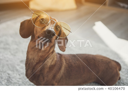 Cute dachshund dog wearing glasses Cute dachshund dog wearing glasses 40106470