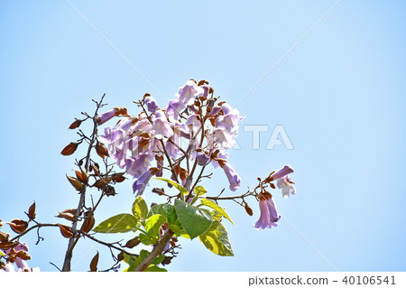 玫瑰花 玫瑰花 40106541