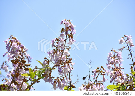 玫瑰花 玫瑰花 40106543
