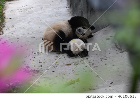 親子熊貓 40106615