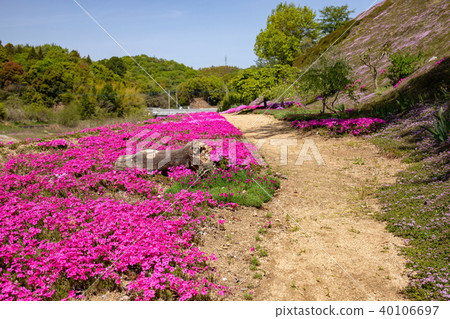 木板路和Shibazakura 40106697