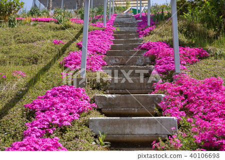 Stairs and Shibazakura 40106698