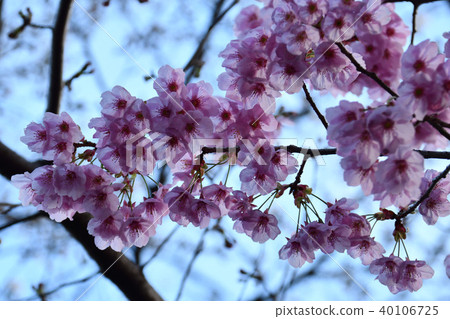 Urban cherry tree Urban cherry tree 40106725