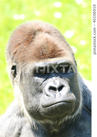 大猩猩 40106919
