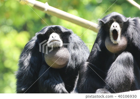 Flying gibbon 40106930