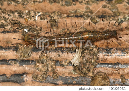 Creatures Insect Nijobibenia Tsubasa seems to be a southern system, but I found it in northern Chiba Prefecture. Are you going north? Creatures Insect Nijobibenia Tsubasa seems to be a southern system, but I found it in northern Chiba Prefecture. Are you going north? 40106981