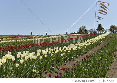 Tulip Garden Tulip Garden 40107288