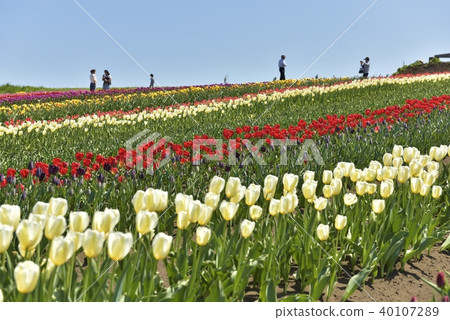 Tulip Garden 40107289