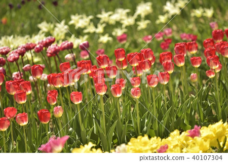 Tulip Garden 40107304