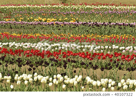 鬱金香花園 40107322