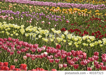 鬱金香花園 鬱金香花園 40107323