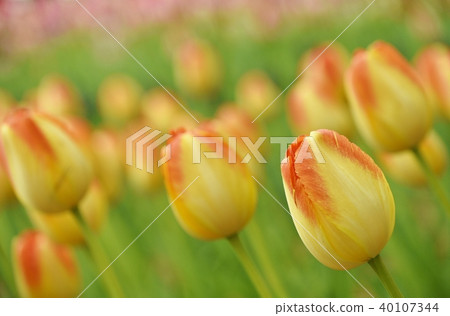 Tulip garden Tulip garden 40107344