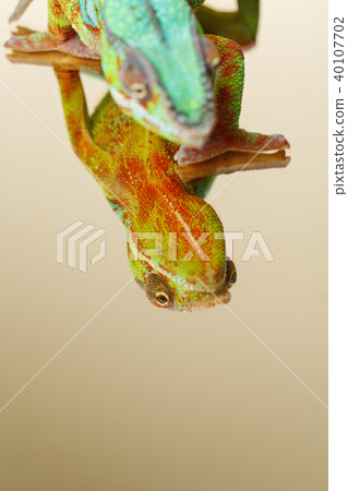 alive chameleon reptile 40107702