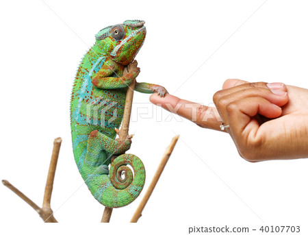alive chameleon reptile with human hand alive chameleon reptile with human hand 40107703