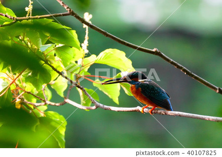 翠鳥玉 翠鳥玉 40107825