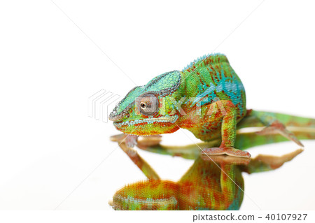 alive chameleon reptile 40107927