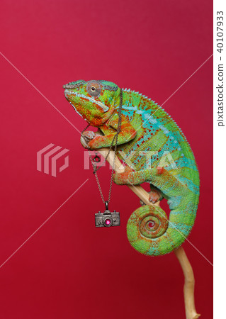 alive chameleon reptile 40107933
