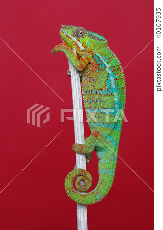alive chameleon reptile 40107935