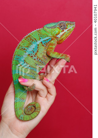 alive chameleon reptile 40107941