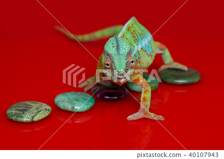 alive chameleon reptile alive chameleon reptile 40107943