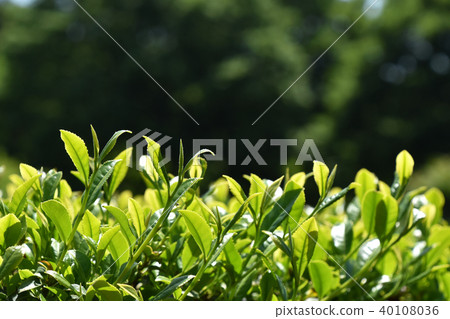 Tea plantation 40108036