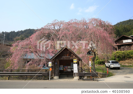 Weeping cherry blossoms of a people bus stop Weeping cherry blossoms of a people bus stop 40108560