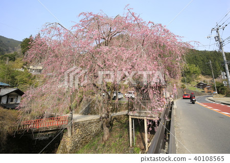 Weeping cherry blossoms of a people bus stop Weeping cherry blossoms of a people bus stop 40108565