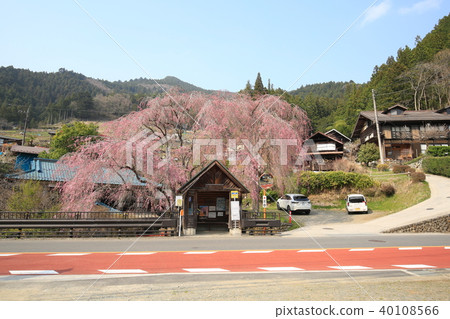 Weeping cherry blossoms of a people bus stop Weeping cherry blossoms of a people bus stop 40108566
