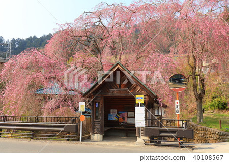 Weeping cherry blossoms of a people bus stop Weeping cherry blossoms of a people bus stop 40108567