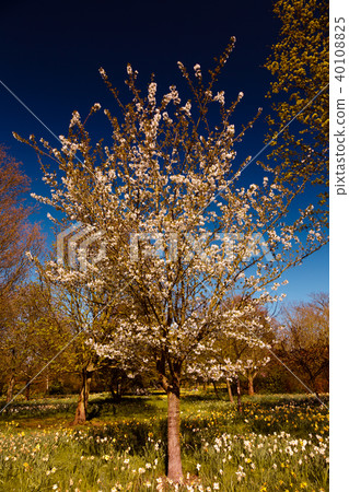 White cherry blossom tree 40108825
