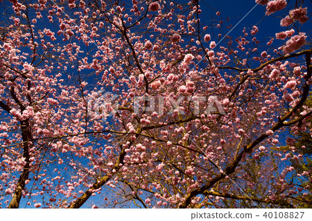 Pink cherry blossom tree 40108827