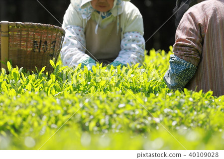 Tea picking 40109028