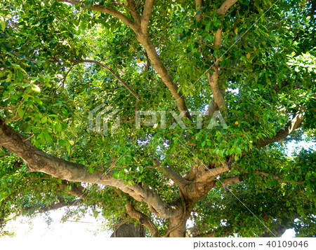 Big tree with sunshine Big tree with sunshine 40109046