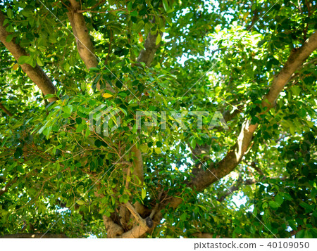 Big tree with sunshine Big tree with sunshine 40109050