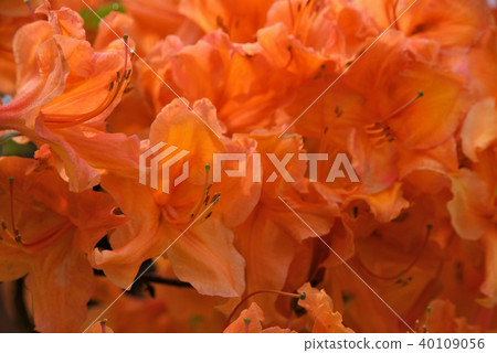 Roddendron Moret Roddendron Moret 40109056