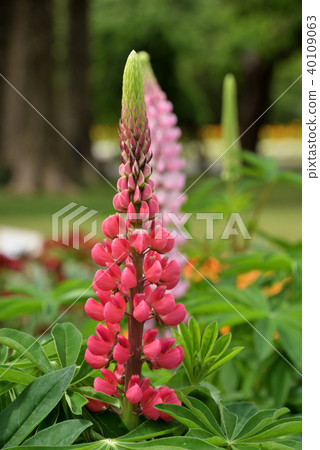 Lupine Lupine 40109063