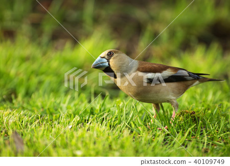 Hawfinch (Coccothraustes coccothraustes) Hawfinch (Coccothraustes coccothraustes) 40109749
