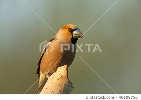 Hawfinch (Coccothraustes coccothraustes) Hawfinch (Coccothraustes coccothraustes) 40109750