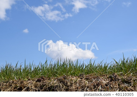 Blue sky and grass Blue sky and grass 40110305