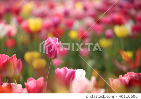 Colorful tulips Colorful tulips 40110606