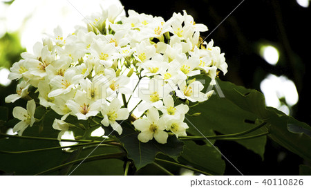 油桐花 40110826