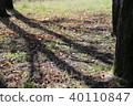 Impressive tree shade 40110847