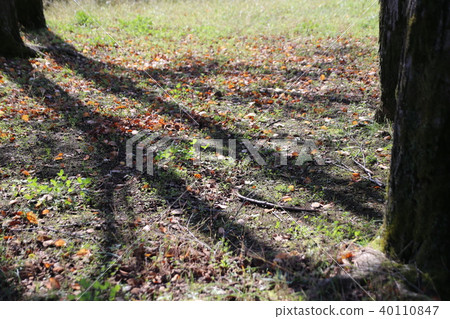 Impressive tree shade Impressive tree shade 40110847