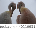 Good-looking pink pelican to face 40110931