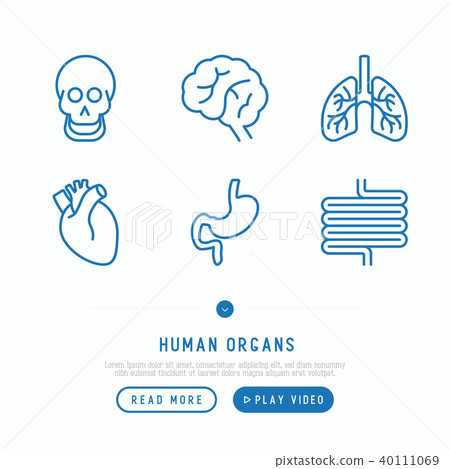 Human internal organs thin line icons set - Stock Illustration ...