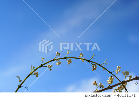 白色儀式部分曲拱 白色儀式部分曲拱 40111171