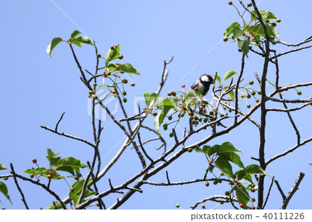 A scene where there are forty years old 40111226