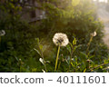 Early morning dandelion 40111601