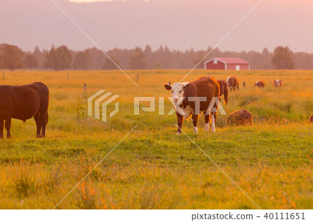 Cute cow over green glass with sunset tone 40111651